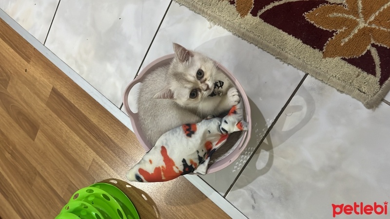 British Longhair, Kedi  Mia fotoğrafı