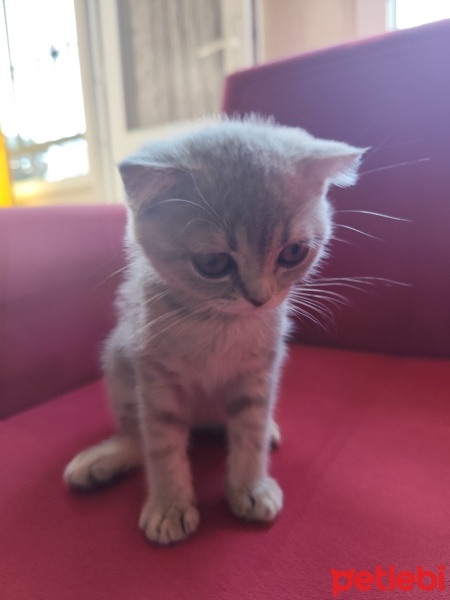 British Shorthair, Kedi  Neşe fotoğrafı