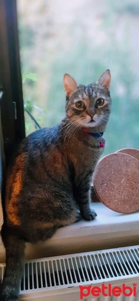 Tekir Kedi, Kedi  Hürrem fotoğrafı