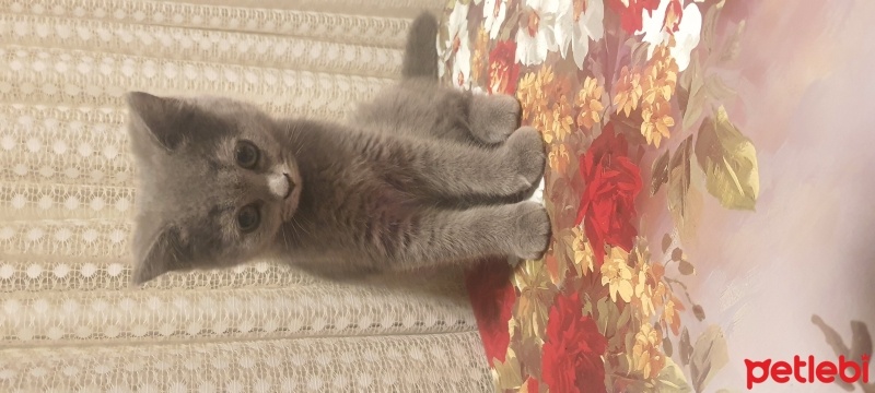 British Shorthair, Kedi  Viyana fotoğrafı