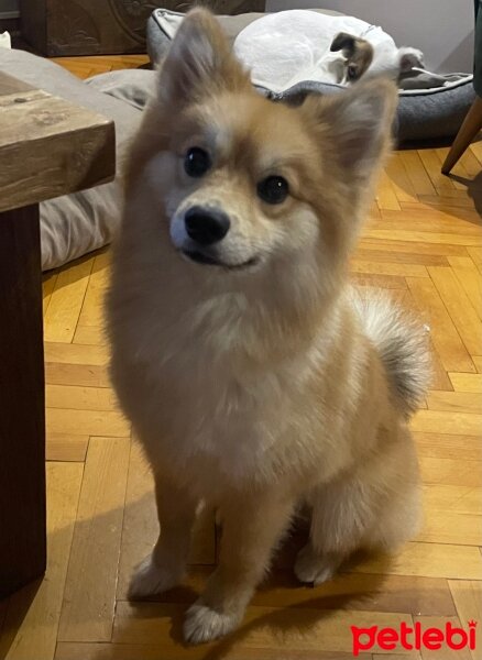 Pomeranyalı, Köpek  Alex fotoğrafı