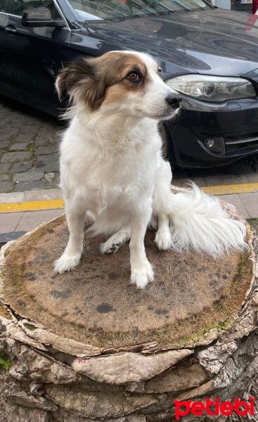 Sokö (Sokak Köpeği), Köpek  Mooi fotoğrafı