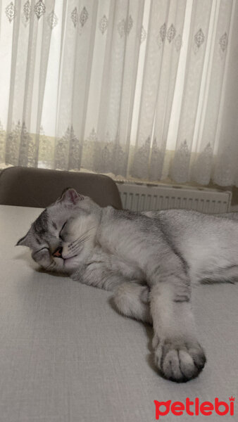 Scottish Fold, Kedi  Merlin fotoğrafı