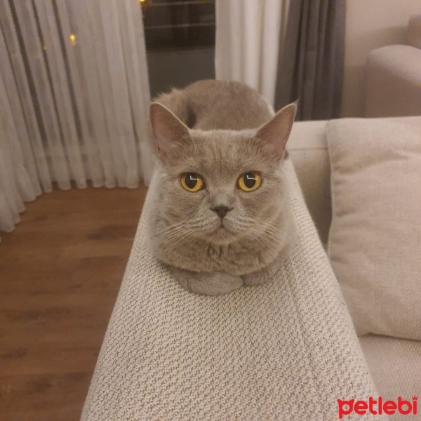 British Shorthair, Kedi  Mestan fotoğrafı