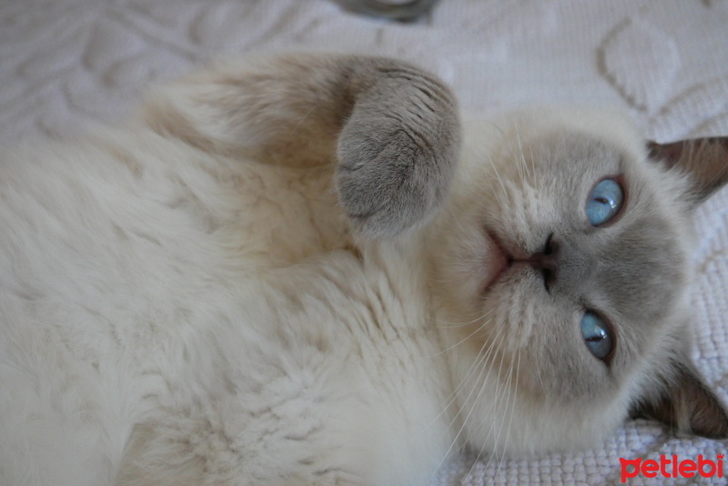 British Shorthair, Kedi  Hector fotoğrafı