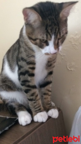 Tekir Kedi, Kedi  Ares fotoğrafı