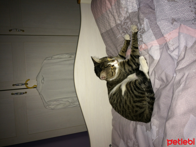 Tekir Kedi, Kedi  Ares fotoğrafı