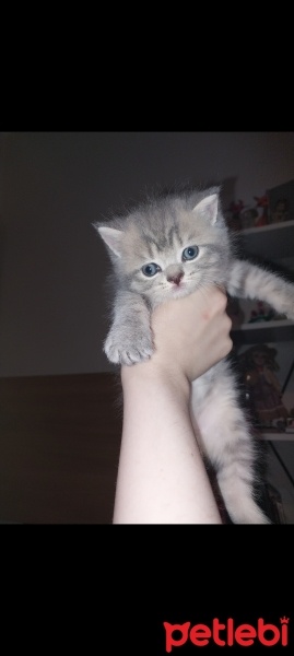 British Shorthair, Kedi  Isimsiz fotoğrafı