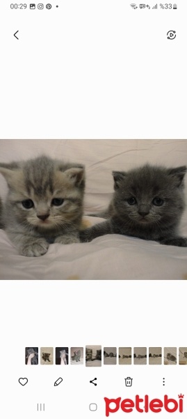 British Shorthair, Kedi  Isimsiz fotoğrafı