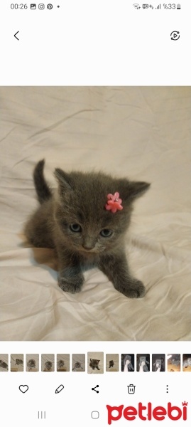 British Shorthair, Kedi  İsimsiz fotoğrafı