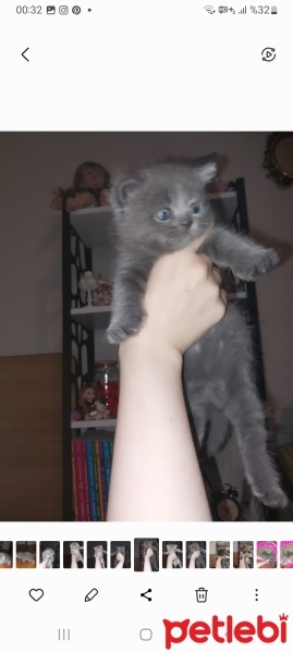 British Shorthair, Kedi  İsimsiz fotoğrafı