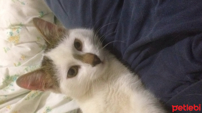 Tekir Kedi, Kedi  Rüzgar fotoğrafı