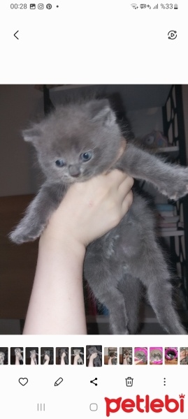 British Shorthair, Kedi  İsimsiz fotoğrafı
