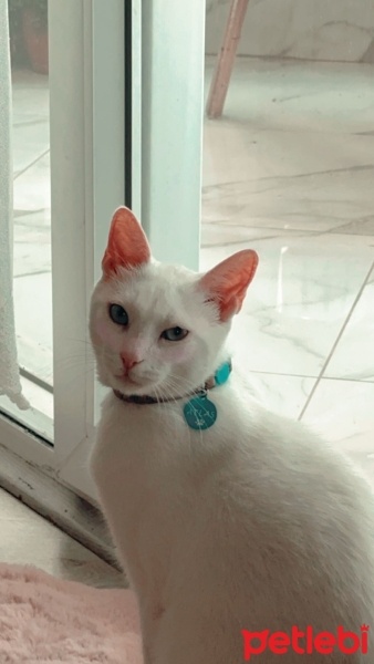 Mavi Rus, Kedi  Atlas fotoğrafı