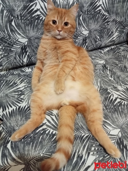 İran Kedisi (Persian), Kedi  Paşam fotoğrafı