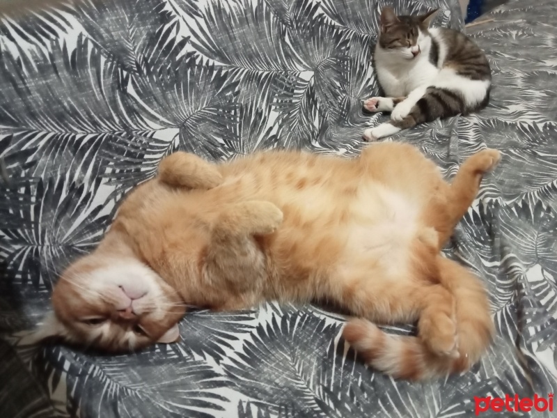 İran Kedisi (Persian), Kedi  Paşam fotoğrafı