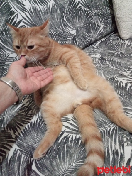 İran Kedisi (Persian), Kedi  Paşam fotoğrafı