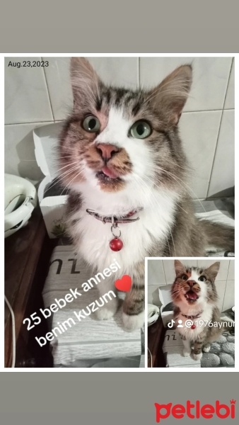 İran Kedisi (Persian), Kedi  Paşam fotoğrafı