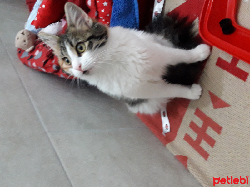 Tekir Kedi, Kedi  tiftik fotoğrafı