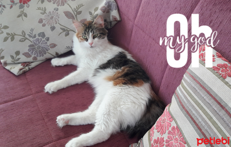 Tekir Kedi, Kedi  tiftik fotoğrafı