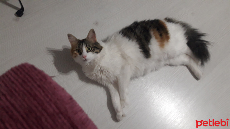 Tekir Kedi, Kedi  tiftik fotoğrafı