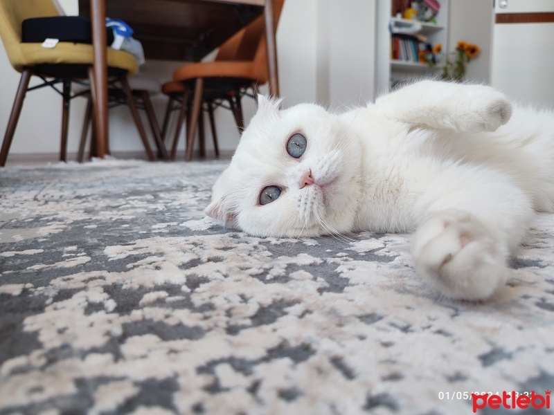 Scottish Fold, Kedi  Yumak fotoğrafı