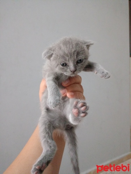 Scottish Fold, Kedi  .... fotoğrafı