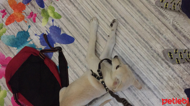 Sokö (Sokak Köpeği), Köpek  safkan sokak köpegi fotoğrafı