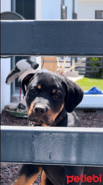 Rottweiler, Köpek  BAL fotoğrafı