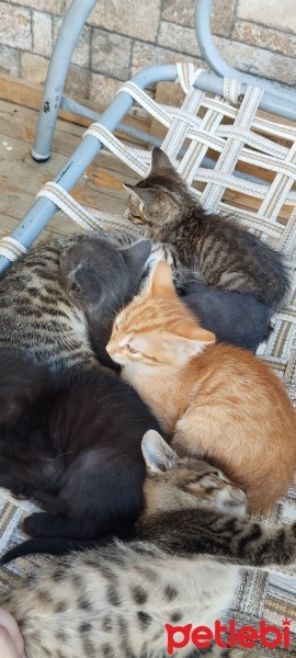 Tekir Kedi, Kedi  Yavru kediler fotoğrafı