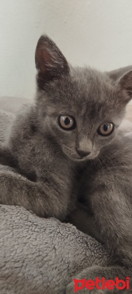 Tekir Kedi, Kedi  Yavru kediler fotoğrafı