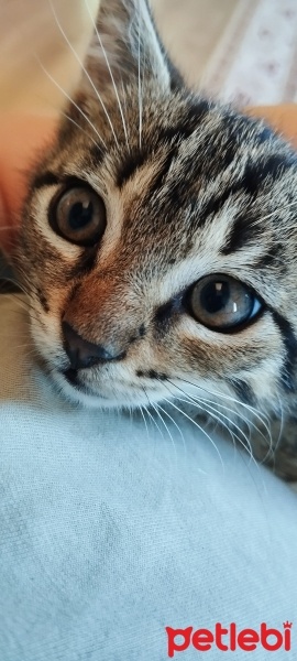 Tekir Kedi, Kedi  Yavru kediler fotoğrafı