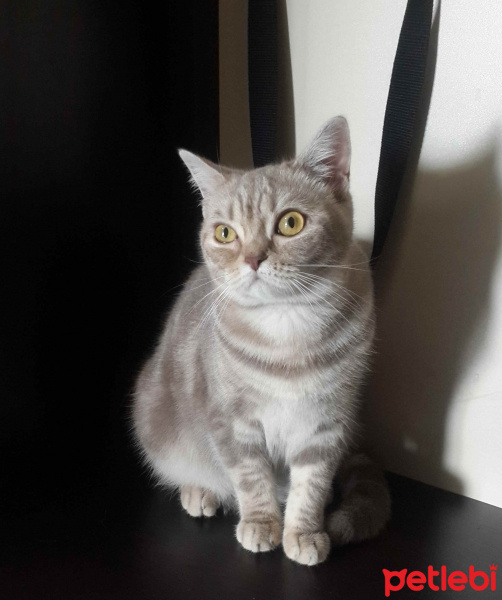 British Shorthair, Kedi  İncir fotoğrafı