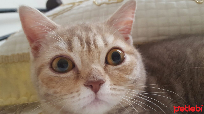 British Shorthair, Kedi  İncir fotoğrafı