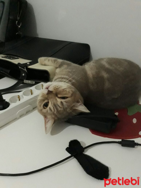 British Shorthair, Kedi  İncir fotoğrafı
