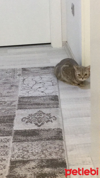 British Shorthair, Kedi  İncir fotoğrafı