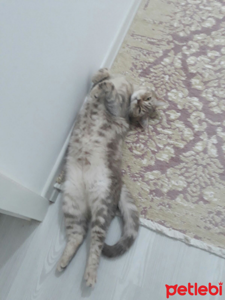 British Shorthair, Kedi  İncir fotoğrafı