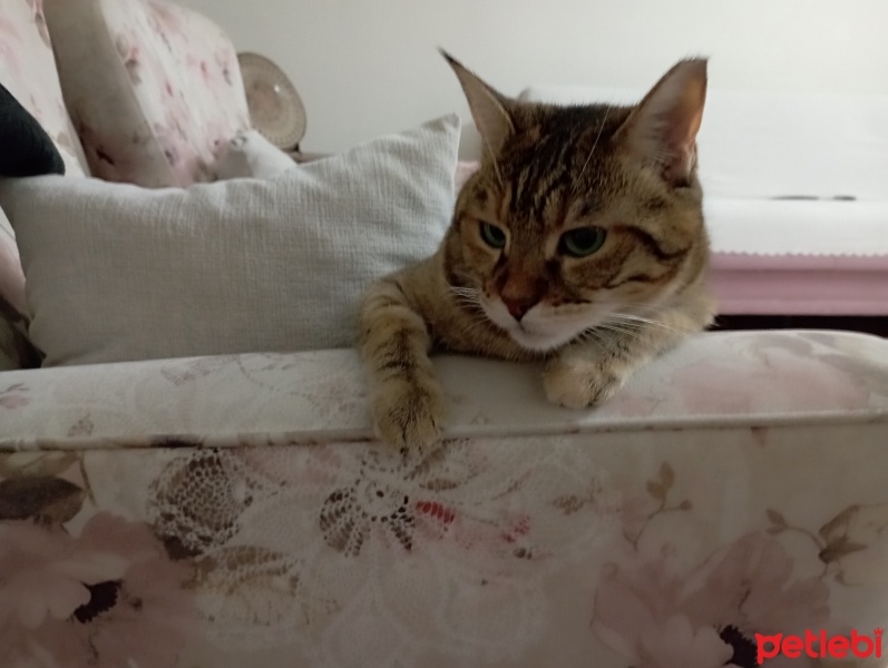 Tekir Kedi, Kedi  Miril fotoğrafı