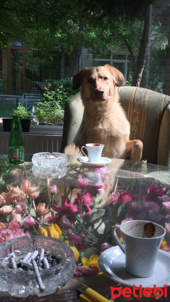 Golden Retriever, Köpek  Baron fotoğrafı