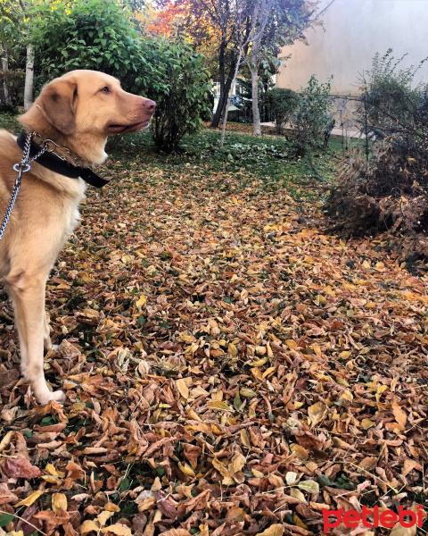 Golden Retriever, Köpek  Baron fotoğrafı