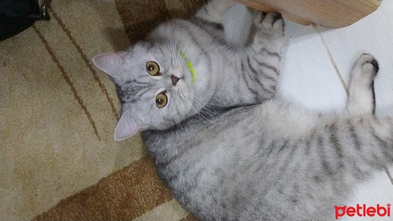 British Shorthair, Kedi  Pamuk fotoğrafı