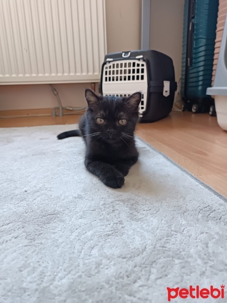 Scottish Fold, Kedi  Bitter fotoğrafı