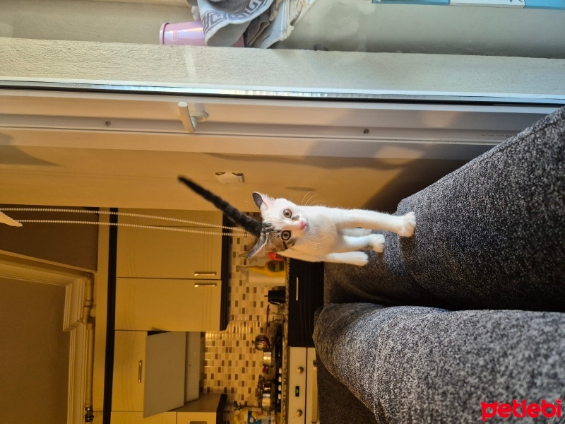Tekir Kedi, Kedi  Mırmır fotoğrafı