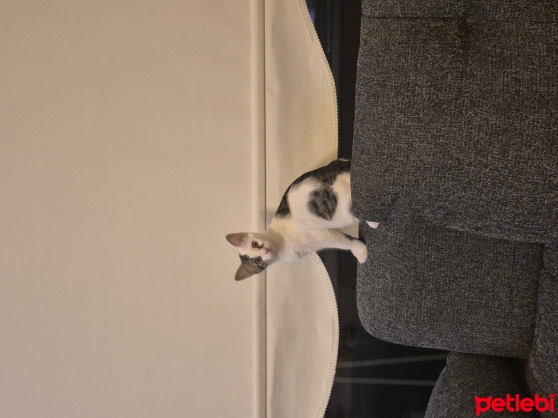 Tekir Kedi, Kedi  Mırmır fotoğrafı