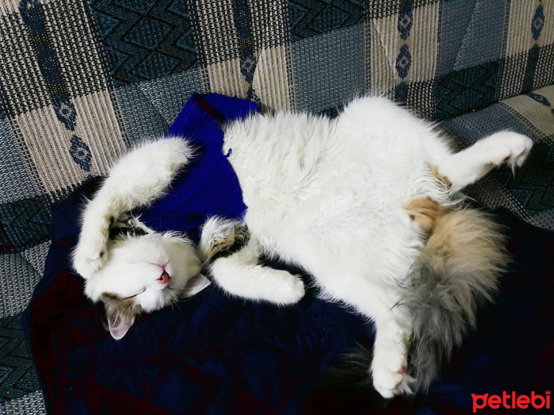 Tekir Kedi, Kedi  boncuk fotoğrafı