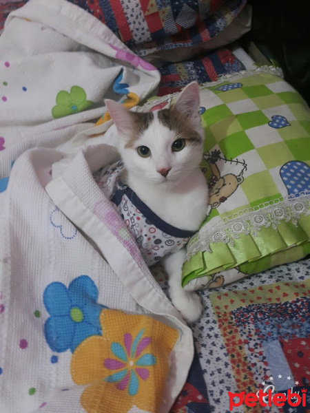 Tekir Kedi, Kedi  boncuk fotoğrafı