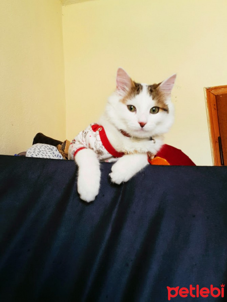 Tekir Kedi, Kedi  boncuk fotoğrafı