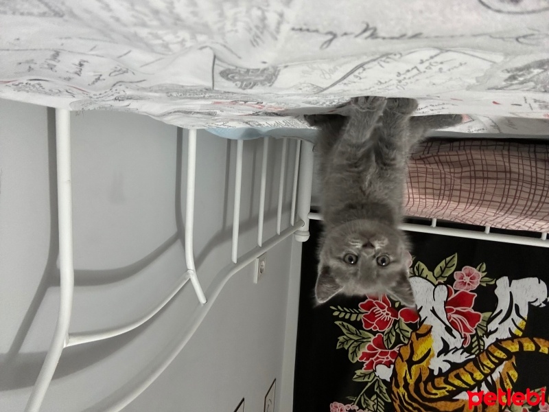British Shorthair, Kedi  Tatlı bebekler fotoğrafı