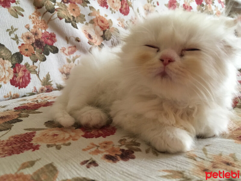 Scottish Fold, Kedi  Ponçik fotoğrafı