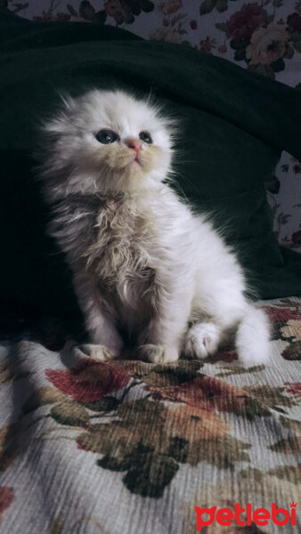 Scottish Fold, Kedi  Ponçik fotoğrafı